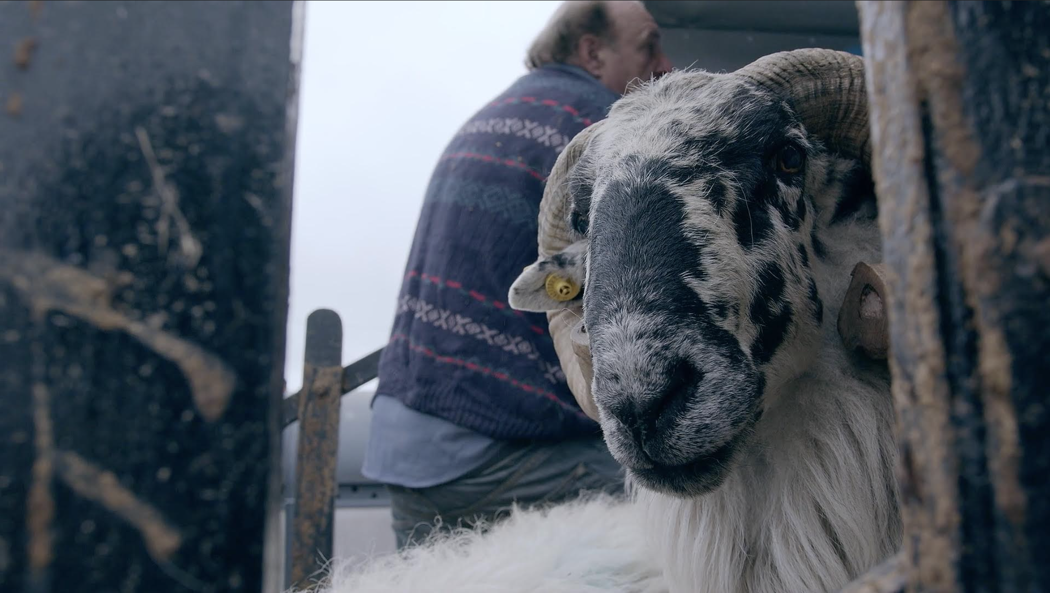 Still from Hungry Hill. Image Description: The black and white patterned face of a sheep is shown in centre of the image. There is a farmer in the background of the image. 