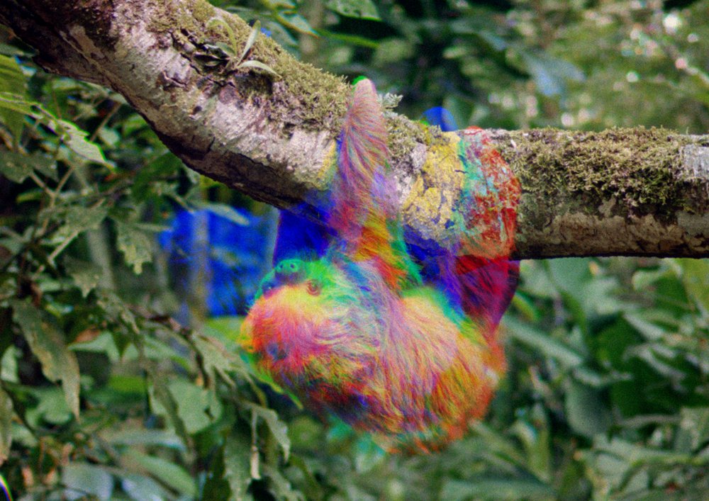A still from the film Now, at Last, by filmmaker Ben Rivers. Image Description: A multicoloured sloth is pictured in the middle of the image, hanging upside down from a branch. The sloth is surrounded by green shrubs and leaves. 